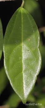 Alangium lamarckii leaf3.jpg
